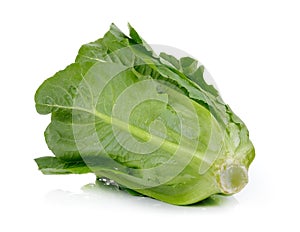 Cos Lettuce isolated on White Background