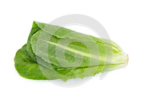 Cos Lettuce Isolated on White Background