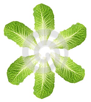 Cos Lettuce Leaves photo