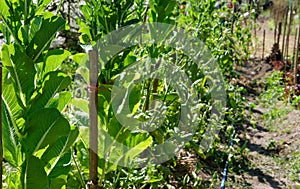 cos lettuce plant growing in farm. vegatable plantation in garden