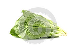 Cos Lettuce, Romaine Lettuce on white background