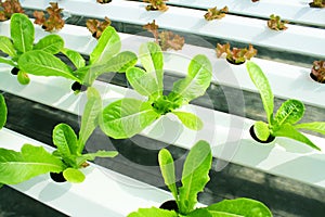 Cos Lettuce, salad vegetable in hydroponics farm