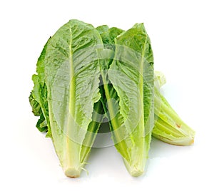 Cos Lettuce on White Background photo