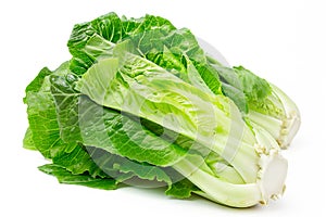 Cos Romaine lettuce isolated on white background. Fresh green salad leaves from garden