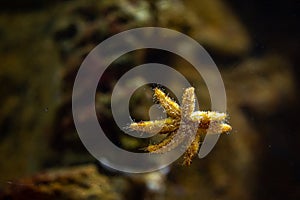 Coscinasterias stuck to the glass with its tentacles.