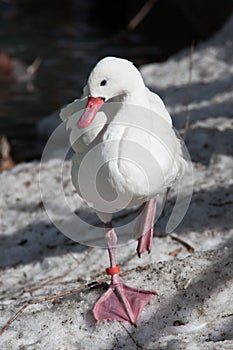 Coscoroba Swan