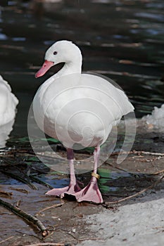 Coscoroba Swan