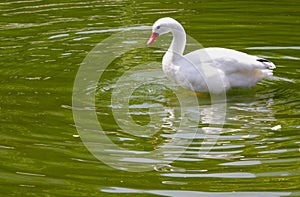 Coscoroba Swan