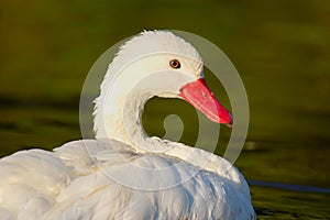 Coscoroba Swan