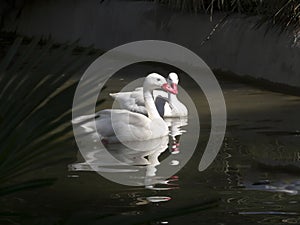 Coscoroba swan, coscoroba coscoroba inhabits lakes in South America