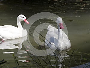 Coscoroba swan, coscoroba coscoroba inhabits lakes in South America photo