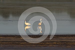 Coscoroba swans in lagoon envirinment,