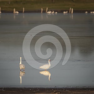 Coscoroba swans in lagoon envirinment, La Pampa Province,