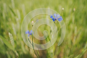 Cose up of blue cornflowers