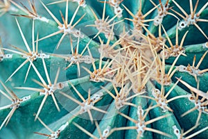 Cose up of globe shaped cactus with long thorns.