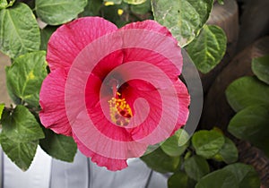 Cose up of hibiscus rosa, china rose or chaba flower