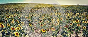 Cosecha de girasoles photo