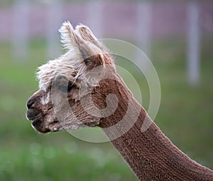 Coseup of an adorable brown fluffy alpaca