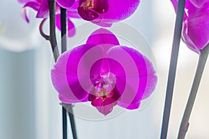 Coseup of blooming violet phalaenopsis orchid on window sill. House gardening, exotic plant photo