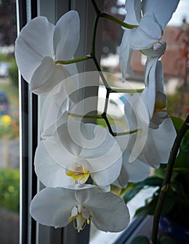 Coseup of blooming white phalaenopsis orchid on window sill. House gardening, exotic plant photo