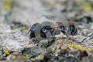 Coseup of a dark female blue mason bee, Osmia caerulescens sitting on a piece of wood