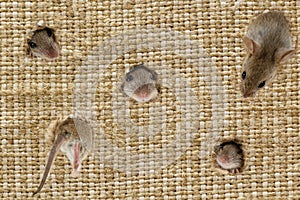 Coseup the heads of the mice peeps from the holes in the linen sack.