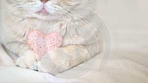 Cosiness, love, Valentine's Day concept. Pink heart in the paws of cat close up. The Scottish cream tabby cat with pink heart in