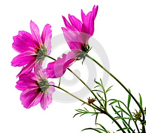 Cosmea