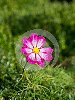 Cosmea bipinnate flower blossoming under the radiant sun on the ground