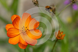 Cosmea Cosmos sulphureus Cosmic Orange, semi-double orange flower