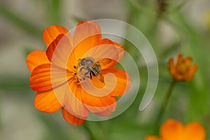 Cosmea Cosmos sulphureus Cosmic Orange, vibrant orange flower with bumblebee