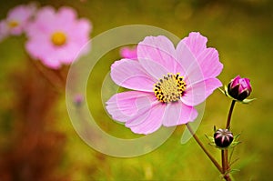 Cosmea flower. Summer background photo
