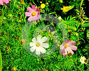 Cosmea flower in the green grass