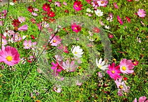 Cosmea flower in the green grass