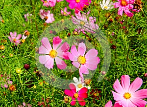 Cosmea flower in the green grass