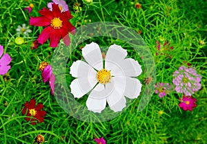 Cosmea flower in the green grass