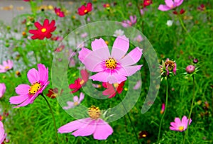 Cosmea flower in the green grass