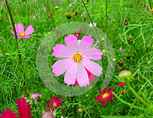 Cosmea flower in the green grass