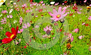 Cosmea flower in the green grass