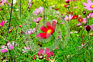 Cosmea flower in the green grass