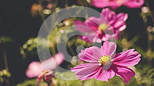 Cosmea flower moving slowly in a light wind