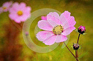 Cosmea flower. Summer background