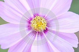 Cosmea flowers