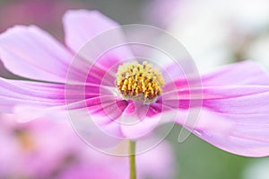 Cosmea flowers