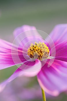 Cosmea flowers