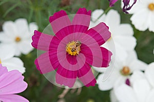 Cosmea flowers