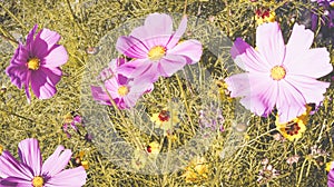 Cosmea flowers arrangement 2