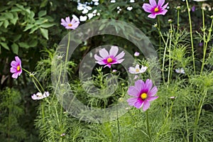 Cosmea Summerflowers In A Country Garden