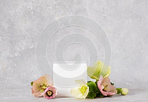 Cosmetic background. Cubic white podium and flowers hellebores on a gray backdrop. Mockup for the demonstration of