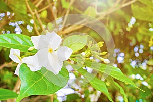 Cosmetic Bark Tree or Inda, Orange Jessamine, Satin-wood, white flower beautiful